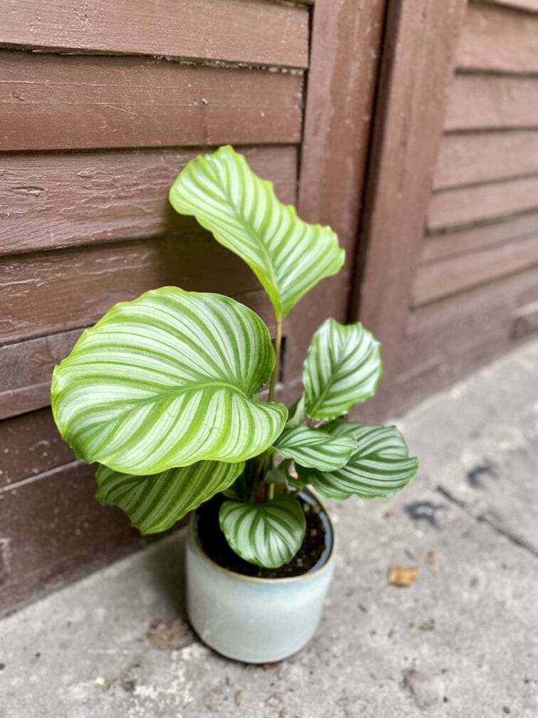 calathea-orbifolia_17x55-0.jpg Zdjęcie rośliny Calathea Orbifolia, ujęcie 1
