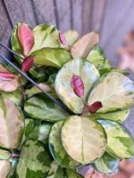Zdjęcie rośliny Hoya australis Lisa, ujęcie 2