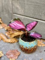 Zdjęcie rośliny Calathea roseopicta Rosy, ujęcie 1