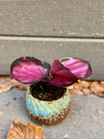 Zdjęcie rośliny Calathea roseopicta Rosy, ujęcie 2