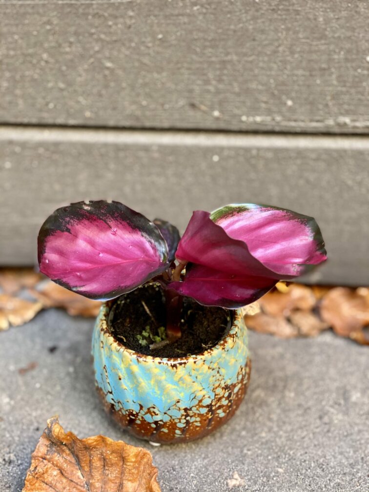 Zdjęcie rośliny Calathea roseopicta Rosy, ujęcie 2