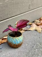 Zdjęcie rośliny Calathea roseopicta Rosy, ujęcie 3