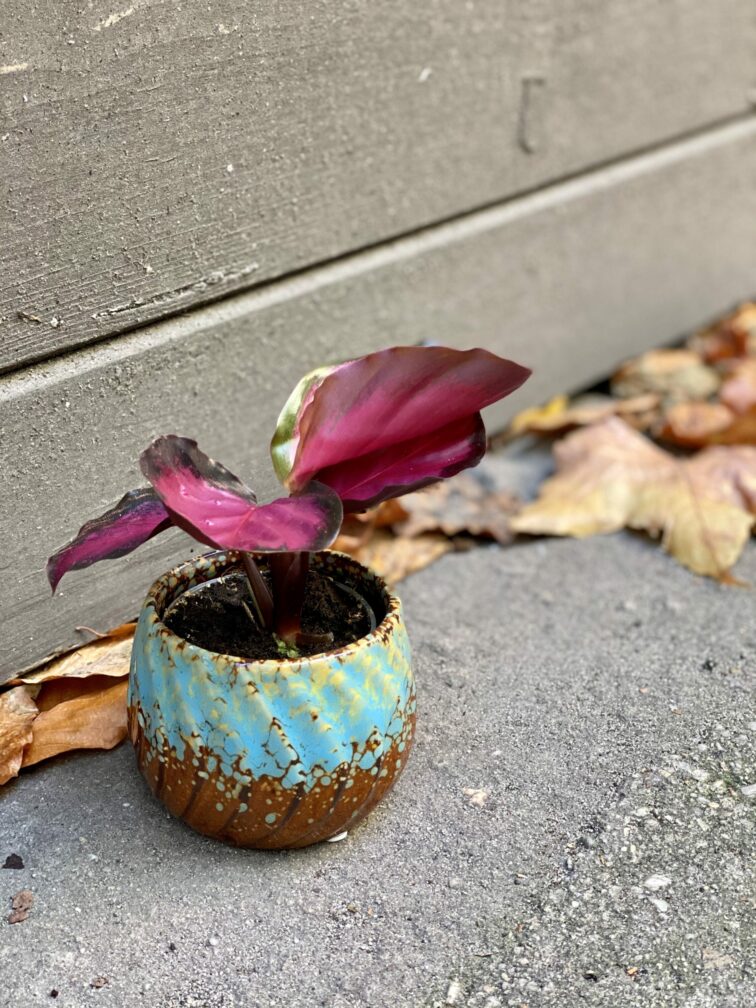 Zdjęcie rośliny Calathea roseopicta Rosy, ujęcie 3