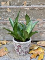 Zdjęcie rośliny Sansevieria Star Iguana, ujęcie 2