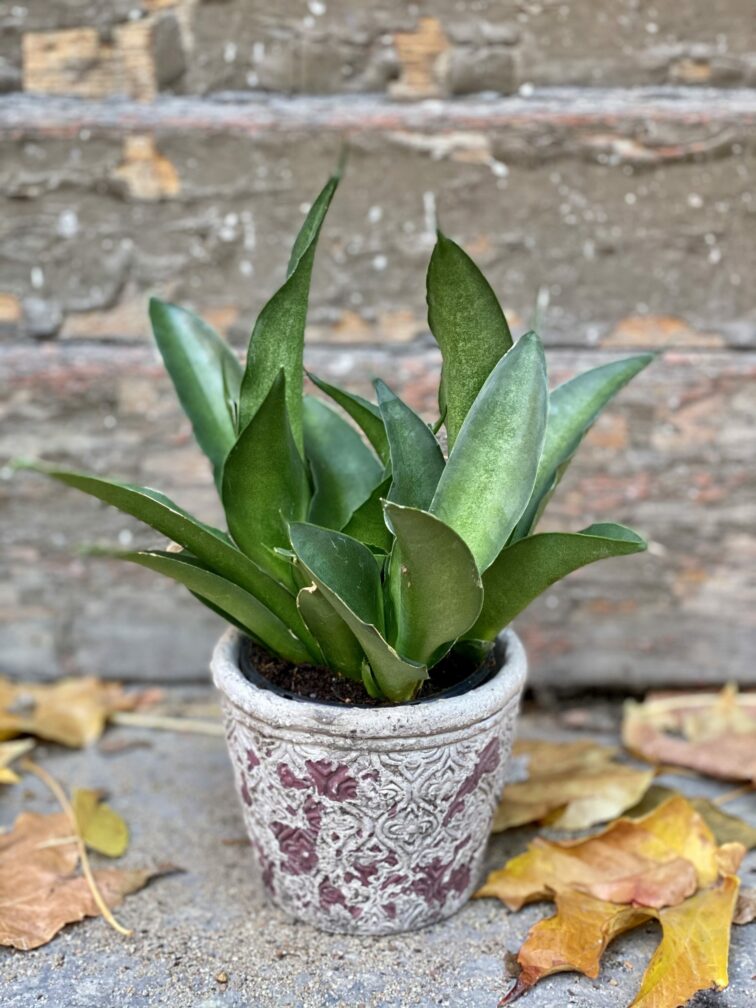 Zdjęcie rośliny Sansevieria Star Iguana, ujęcie 2