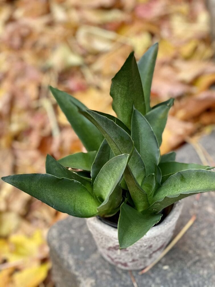 Zdjęcie rośliny Sansevieria Star Iguana, ujęcie 3