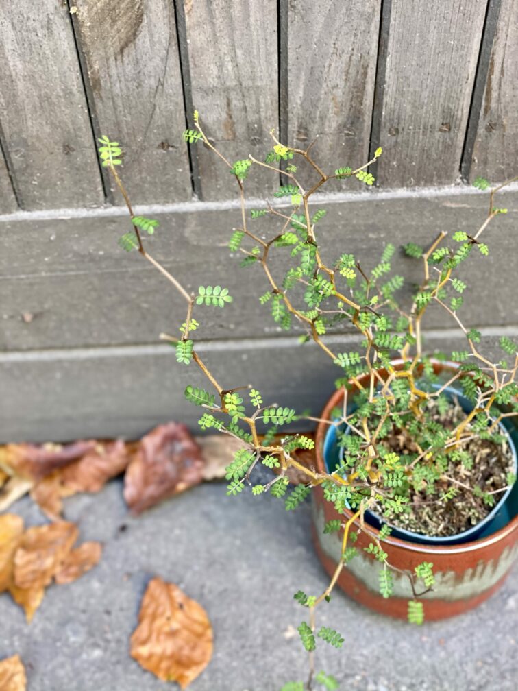 sophora-prostrata-little-baby_10x40-0.jpg Zdjęcie rośliny Sophora prostrata Little Baby (Perełkowiec), ujęcie 1