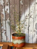 Zdjęcie rośliny Sophora prostrata Little Baby (Perełkowiec), ujęcie 2