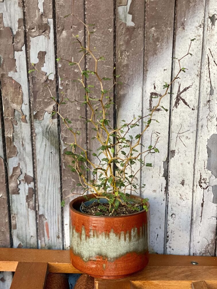 Zdjęcie rośliny Sophora prostrata Little Baby (Perełkowiec), ujęcie 2
