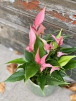 Zdjęcie rośliny Anthurium Champion Lilli, ujęcie 1