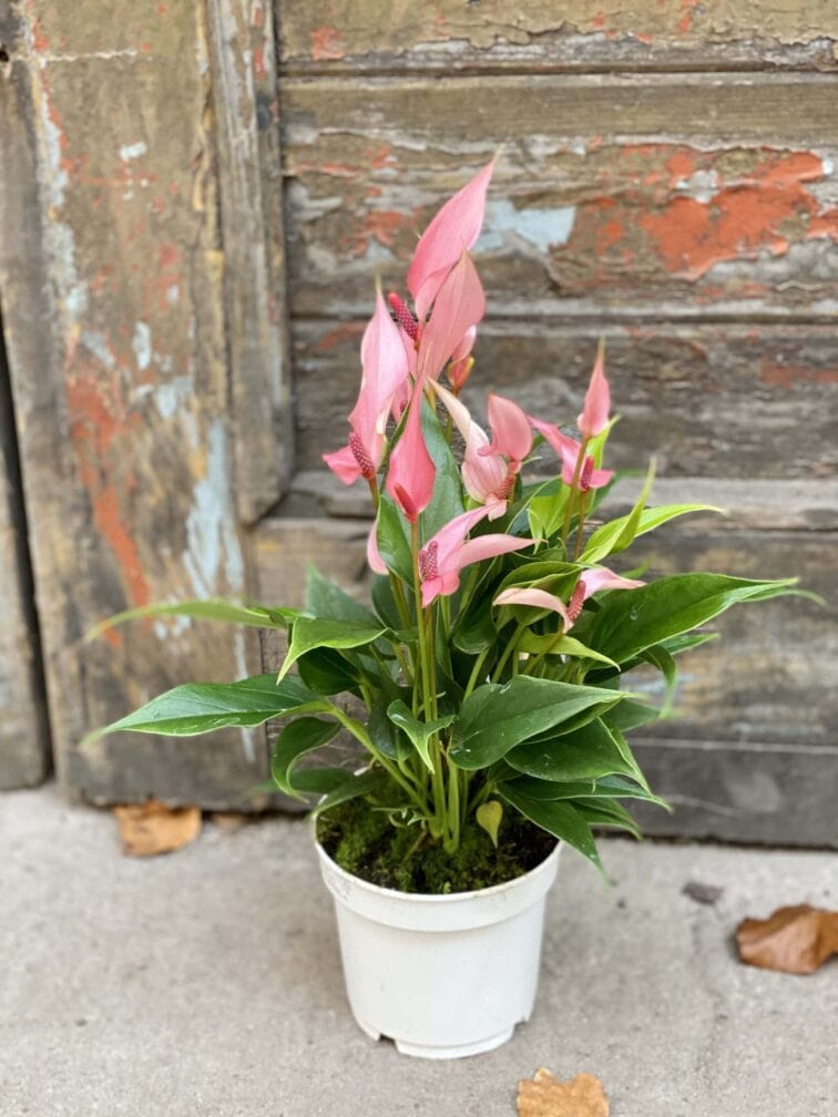 Zdjęcie rośliny Anthurium Champion Lilli, ujęcie 2