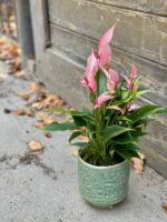 Zdjęcie rośliny Anthurium Champion Lilli, ujęcie 3