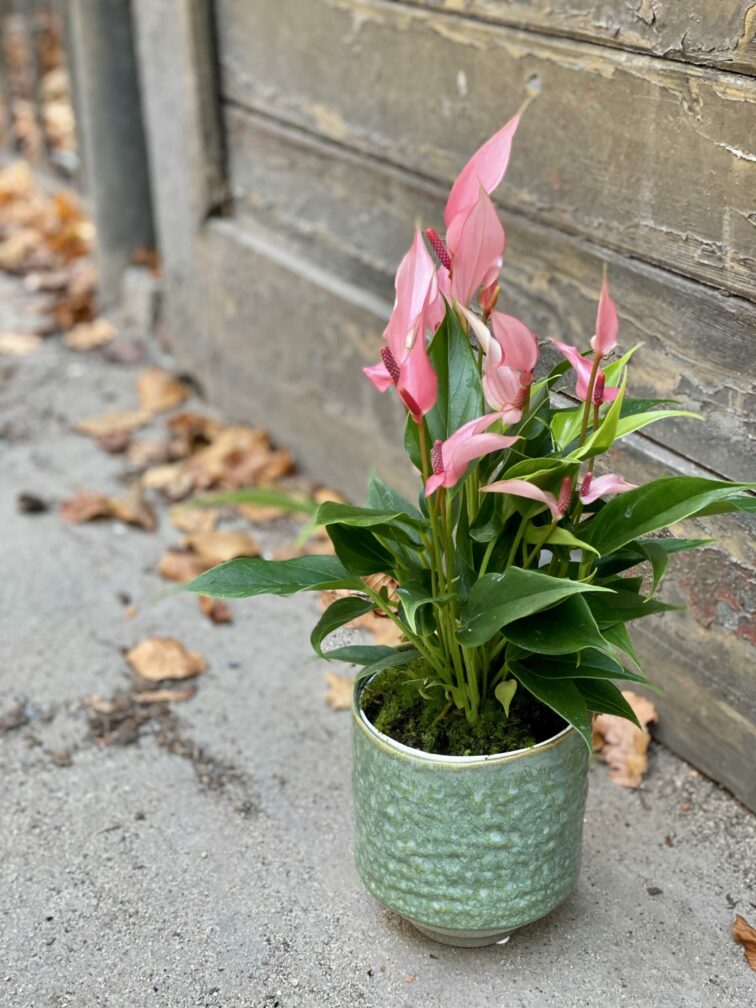 Zdjęcie rośliny Anthurium Champion Lilli, ujęcie 3