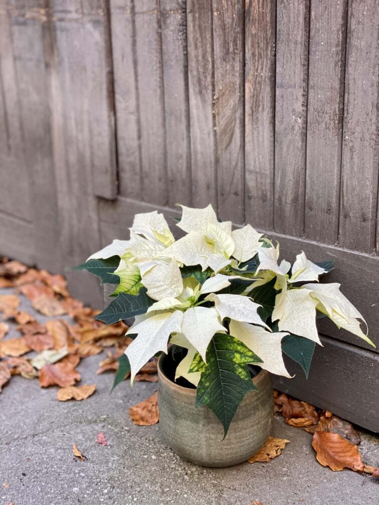Zdjęcie rośliny Princettia Pure White, ujęcie 1