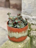 Zdjęcie rośliny Peperomia verticillata Red Log, ujęcie 1