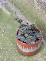 Zdjęcie rośliny Peperomia verticillata Red Log, ujęcie 2