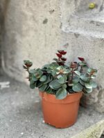 Zdjęcie rośliny Peperomia verticillata Red Log, ujęcie 3
