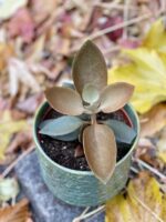 Zdjęcie rośliny Kalanchoe orgyalis, ujęcie 1