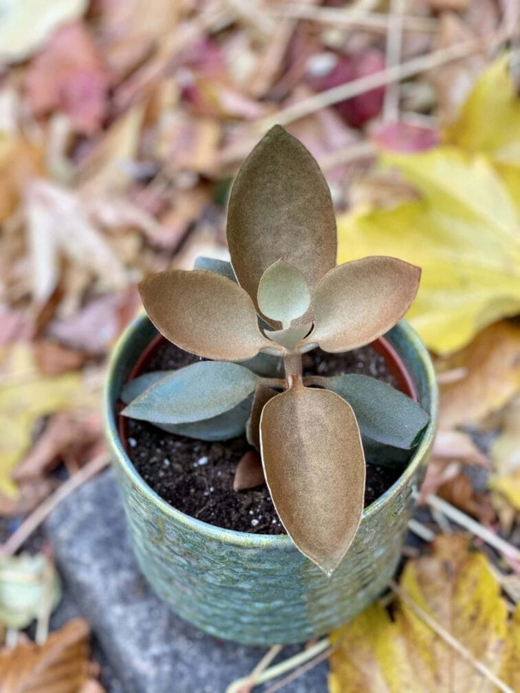 Zdjęcie rośliny Kalanchoe orgyalis, ujęcie 1