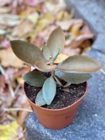 Zdjęcie rośliny Kalanchoe orgyalis, ujęcie 2