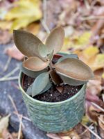 Zdjęcie rośliny Kalanchoe orgyalis, ujęcie 3