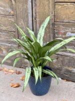 Zdjęcie rośliny Aglaonema Cutlass, ujęcie 1