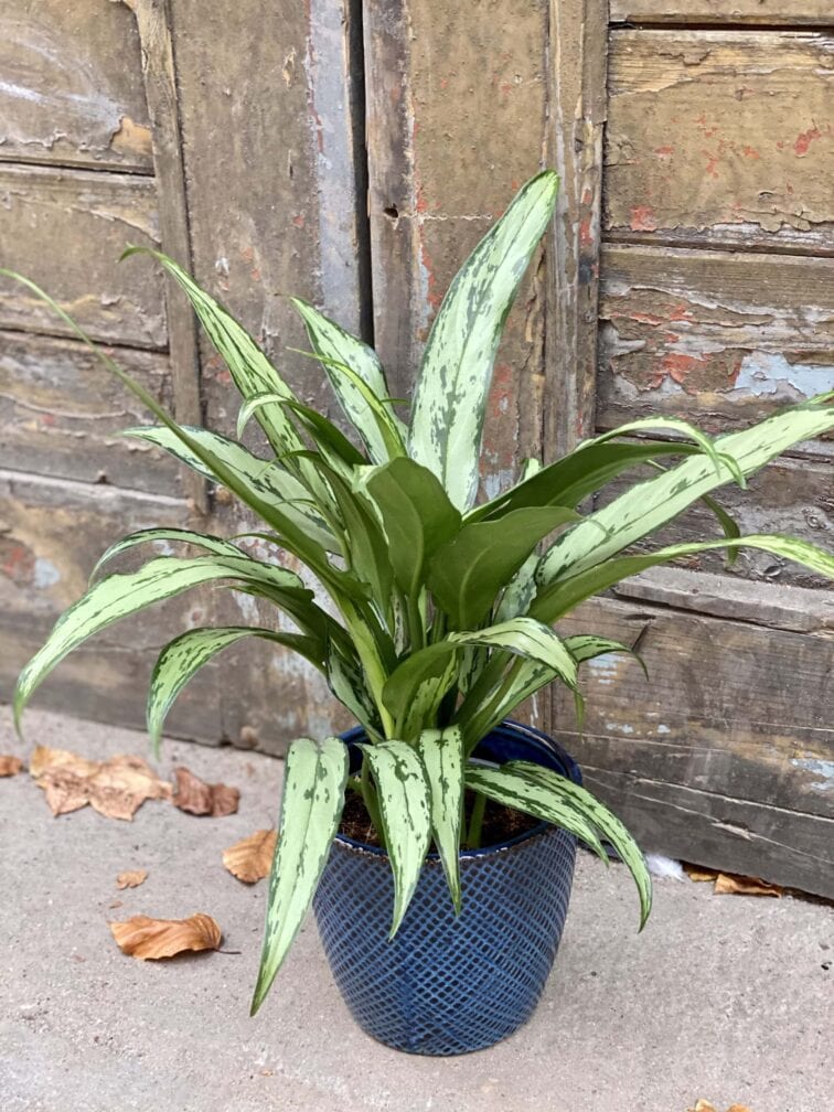 Zdjęcie rośliny Aglaonema Cutlass, ujęcie 1