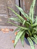 Zdjęcie rośliny Aglaonema Cutlass, ujęcie 2