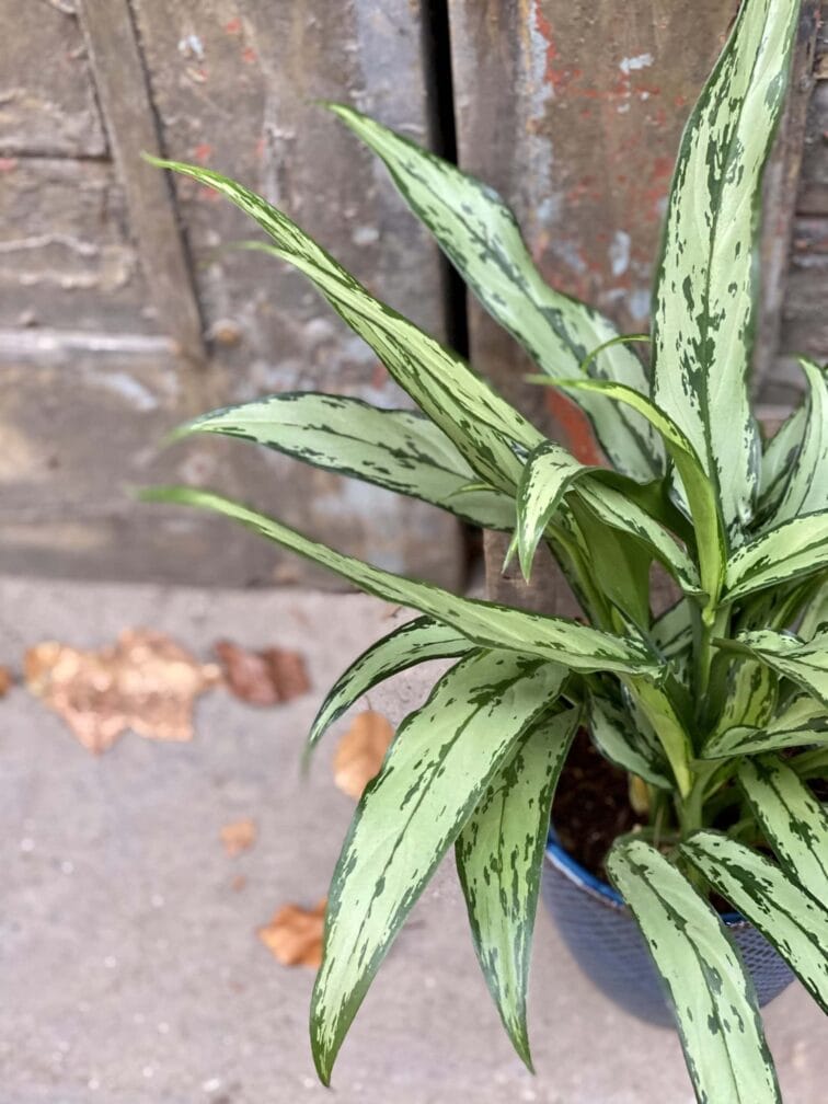 Zdjęcie rośliny Aglaonema Cutlass, ujęcie 2