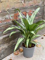 Zdjęcie rośliny Aglaonema Cutlass, ujęcie 3
