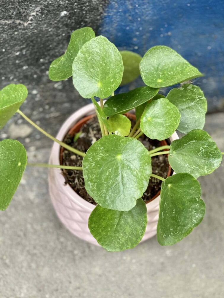 pilea-peperomioides-sugar_12x25-0.jpg Zdjęcie rośliny Pilea peperomioides Sugar, ujęcie 1