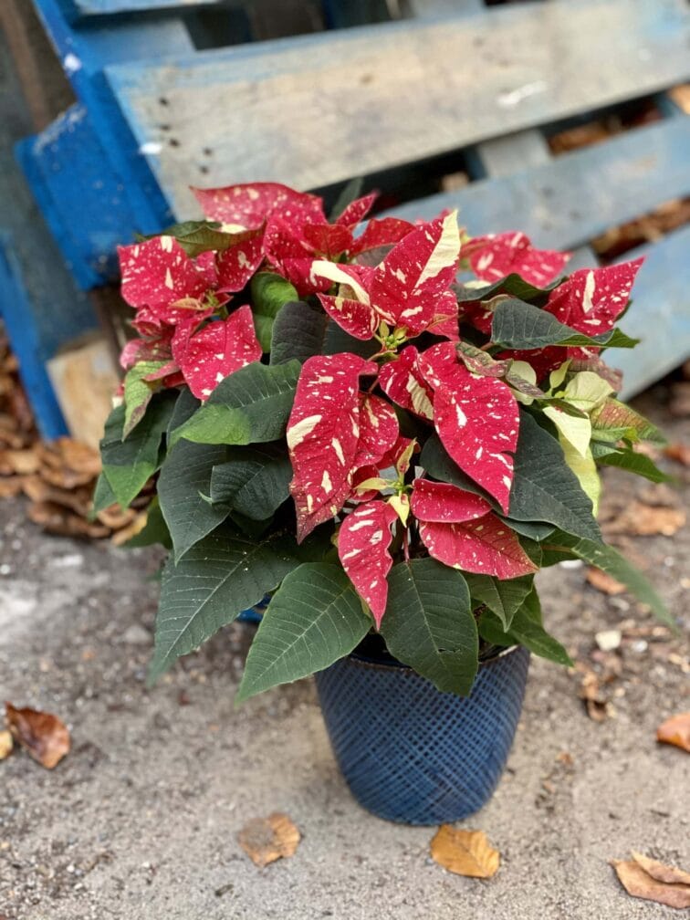 poinsettia-pulcherrima-primero_14x35-0.jpg Zdjęcie rośliny Poinsettia pulcherrima Primero, ujęcie 1