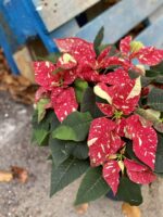 Zdjęcie rośliny Poinsettia pulcherrima Primero, ujęcie 2