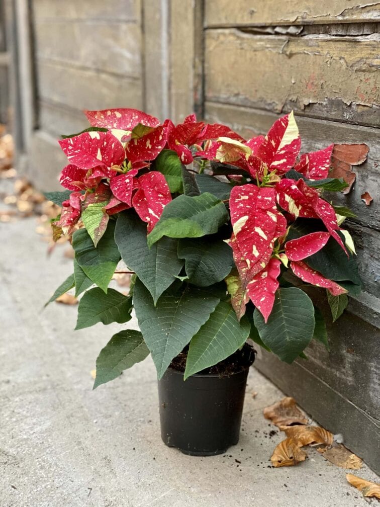 Zdjęcie rośliny Poinsettia pulcherrima Primero, ujęcie 3