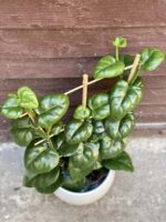 Zdjęcie rośliny Parthenocissus quadrangularis, ujęcie 1