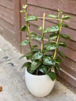 Zdjęcie rośliny Parthenocissus quadrangularis, ujęcie 2