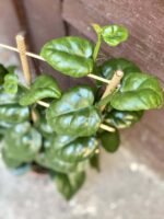 Zdjęcie rośliny Parthenocissus quadrangularis, ujęcie 3