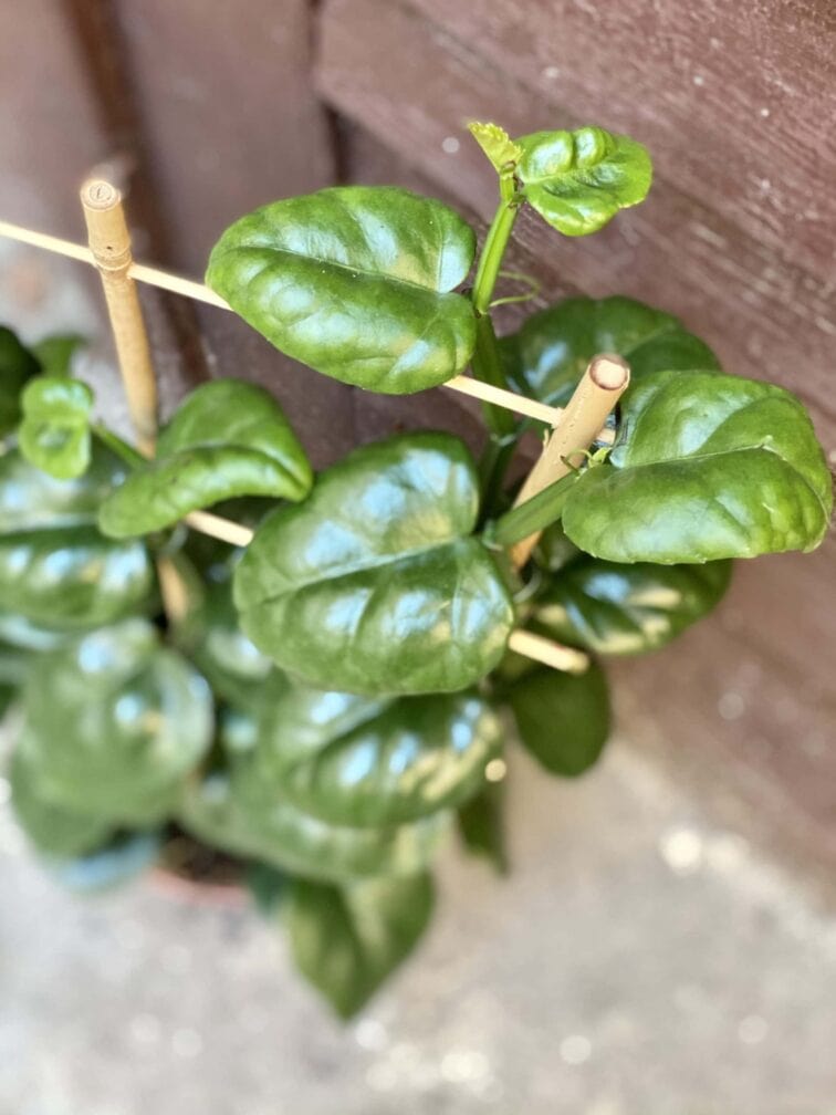 Zdjęcie rośliny Parthenocissus quadrangularis, ujęcie 3