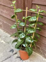 Zdjęcie rośliny Parthenocissus quadrangularis, ujęcie 4
