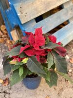 Zdjęcie rośliny Poinsettia pulcherrima Merlot, ujęcie 1
