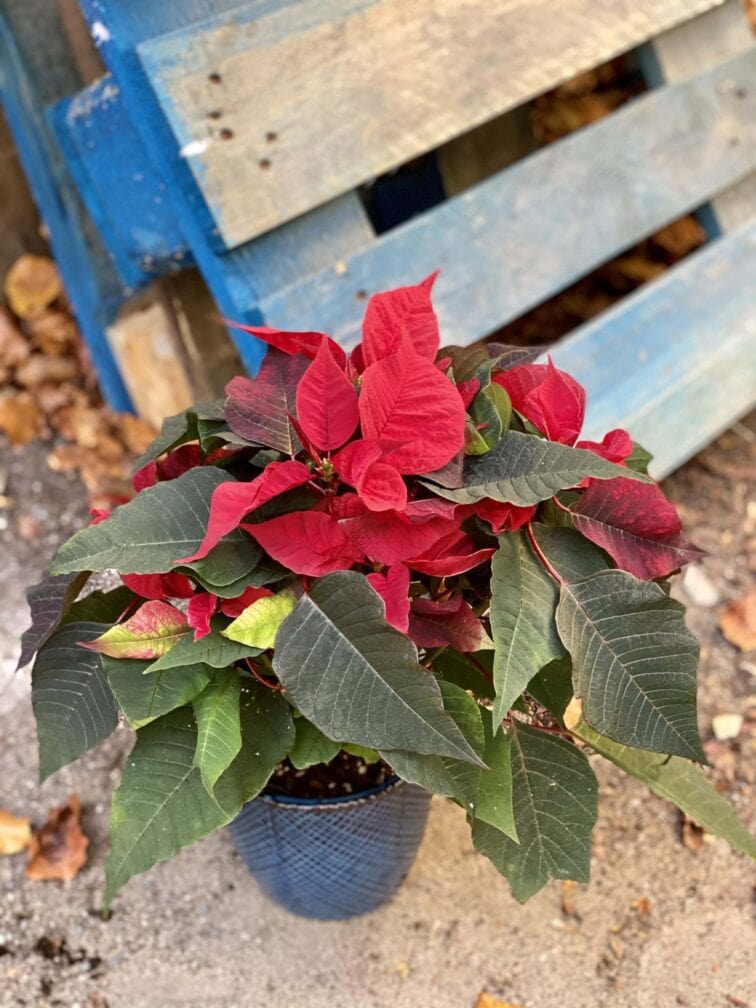 Zdjęcie rośliny Poinsettia pulcherrima Merlot, ujęcie 1