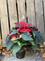 Zdjęcie rośliny Poinsettia pulcherrima Merlot, ujęcie 2