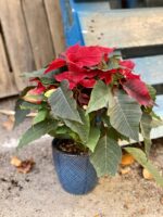 Zdjęcie rośliny Poinsettia pulcherrima Merlot, ujęcie 3
