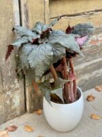 Zdjęcie rośliny Begonia Black Taffeta, ujęcie 1