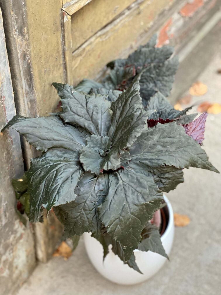 Zdjęcie rośliny Begonia Black Taffeta, ujęcie 3