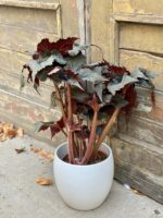 Zdjęcie rośliny Begonia Black Taffeta, ujęcie 4