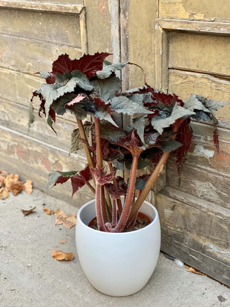 Zdjęcie rośliny Begonia Black Taffeta, ujęcie 4