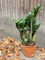 Zdjęcie rośliny Zamioculcas Zenzi, ujęcie 1
