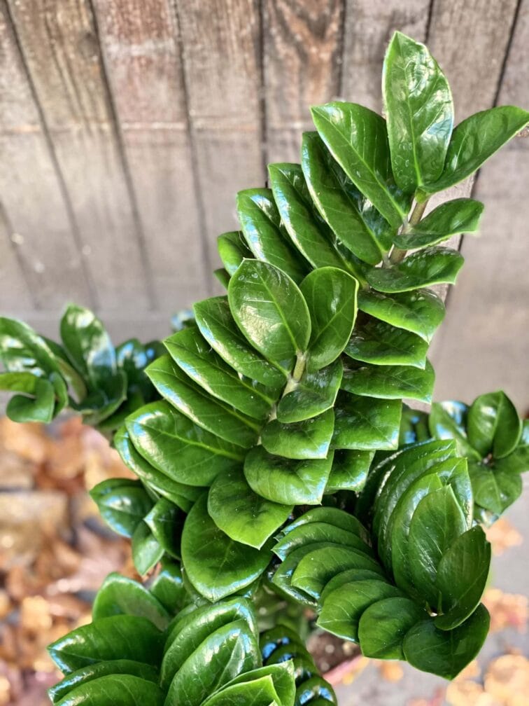 Zdjęcie rośliny Zamioculcas Zenzi, ujęcie 2