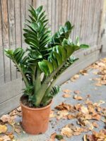 Zdjęcie rośliny Zamioculcas Zenzi, ujęcie 3